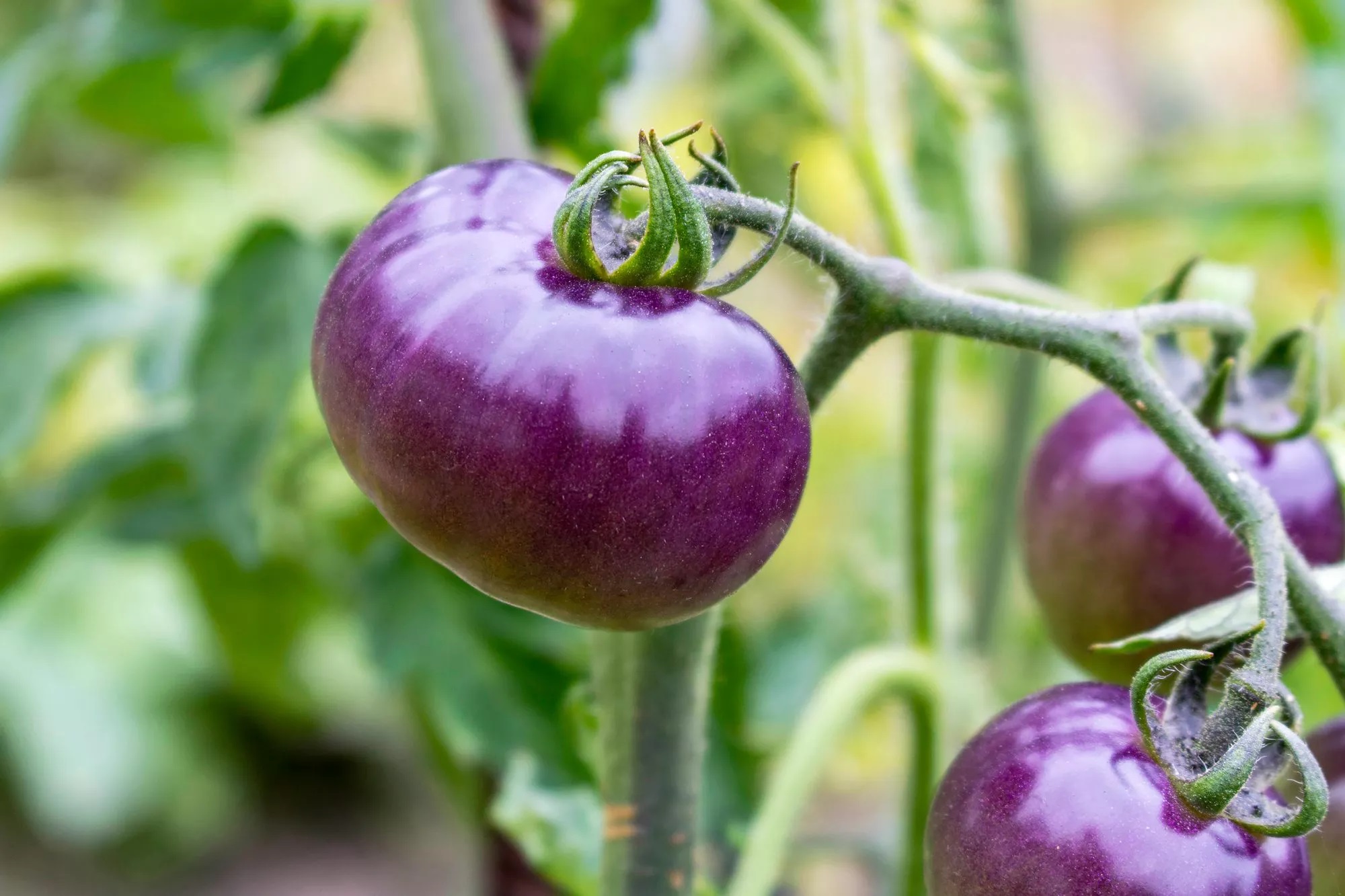 Foram necessários quase 15 anos para que um tomate roxo geneticamente modificado recebesse a aprovação do departamento de Agricultura dos EUA.